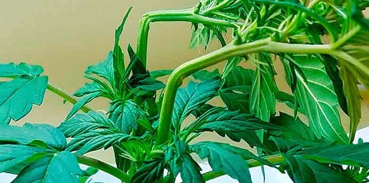 Wie man gebrochene Marihuana-Zweige vermeidet und repariert: Tipps für den Innen- und Außenanbau | SeedsPlug