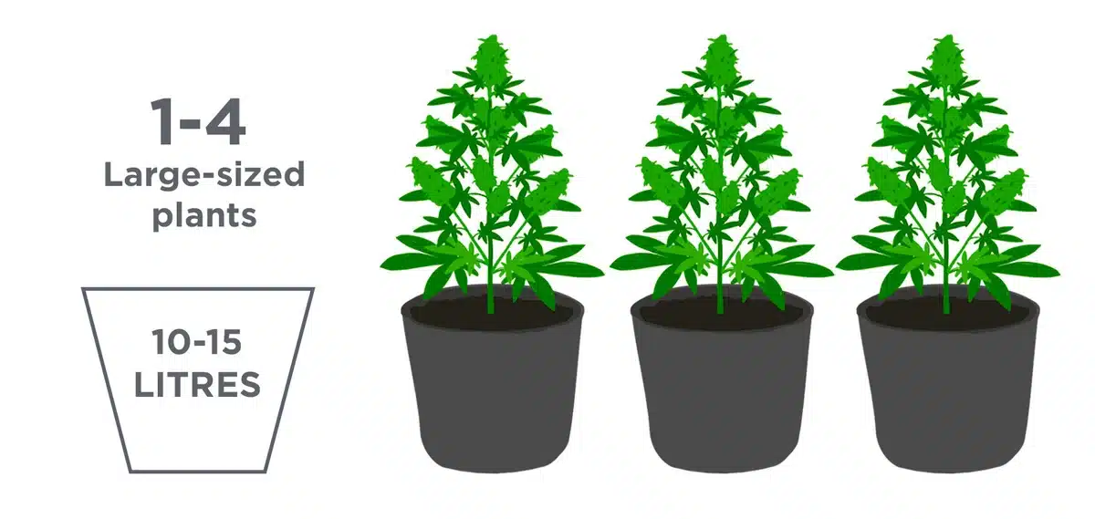 Autoflowering Seeds: Optimal Pot Size! | SeedsPlug