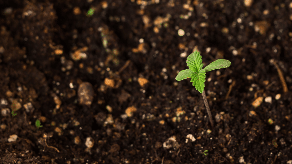Obtenga rendimientos de alta calidad: Top Soil para Cannabis en Exterior | SeedsPlug