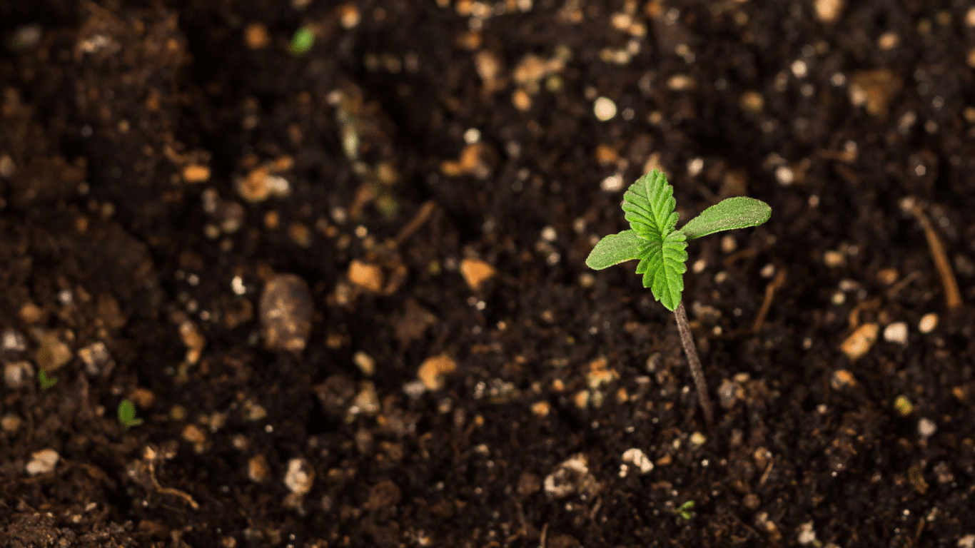 Hochwertige Erträge erzielen: Top-Boden für Outdoor-Cannabis