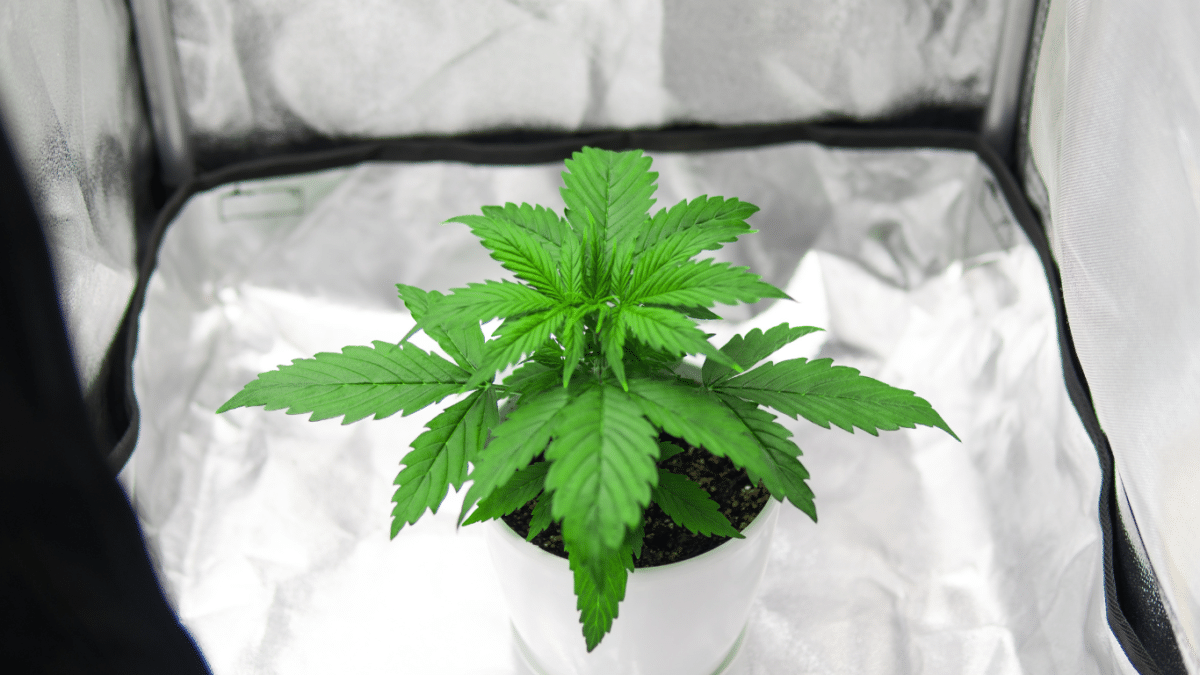 Best Autoflower Seeds The Top 10 Autoflowering Strains You Can Buy