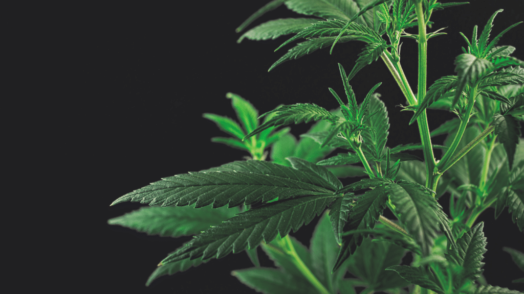 Cómo prevenir y arreglar las ramas rotas de la marihuana: Consejos para el cultivo en interior y exterior | SeedsPlug