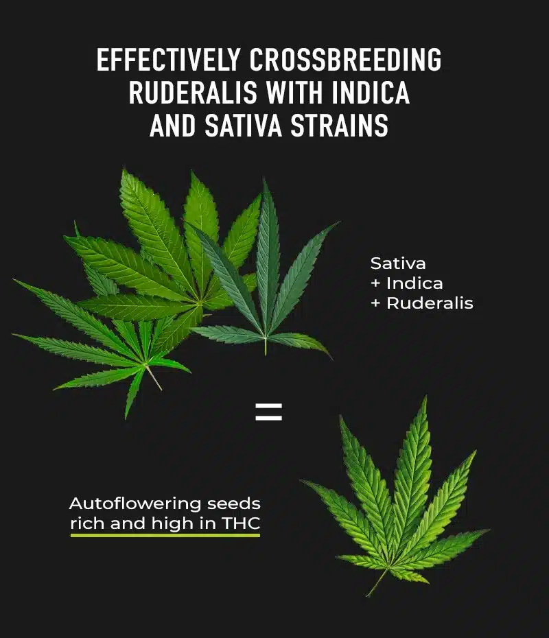 Autoflowers Are The Result of Crossfeeding Between Ruderalis, Sativa and Indica Strains