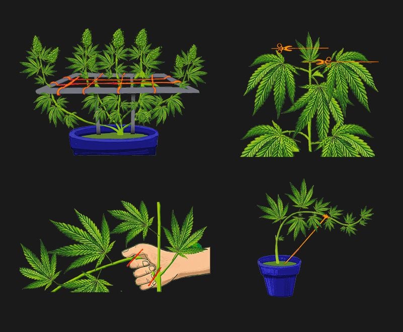 Four Training Techniques for Autoflowers