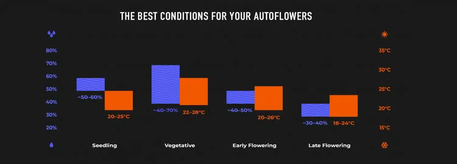 Mejores condiciones de cultivo para las autoflores durante las diferentes etapas: Gráfico