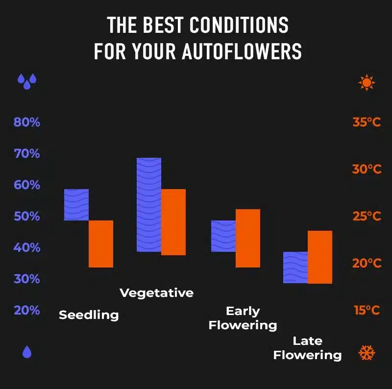 Beste Wachstumsbedingungen für Autoflower in verschiedenen Stadien