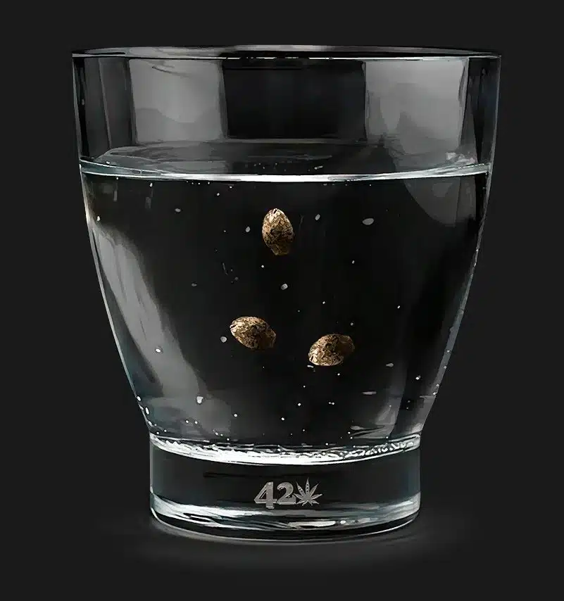 Autoflowering Cannabis Seeds in a Glass of Water