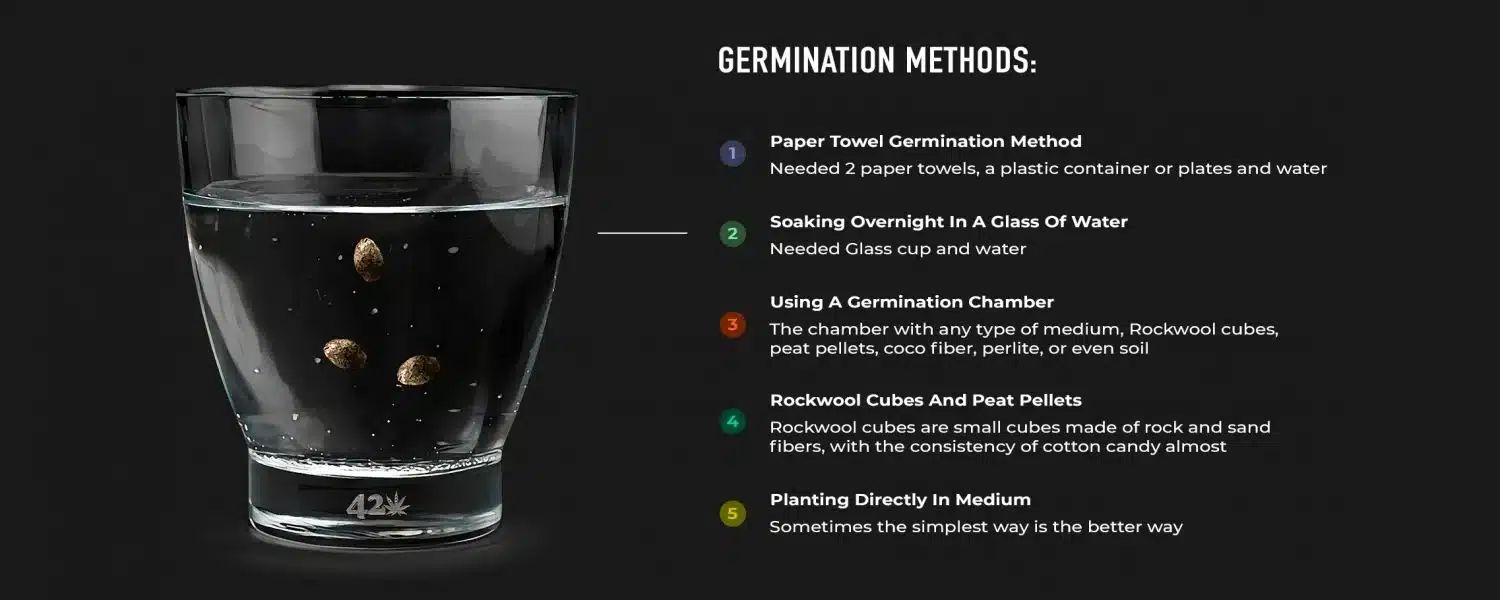 Five Germination Methods For Autoflowers: Illustration