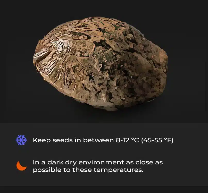 Optimal Temperature for Storing Autoflowering Seeds