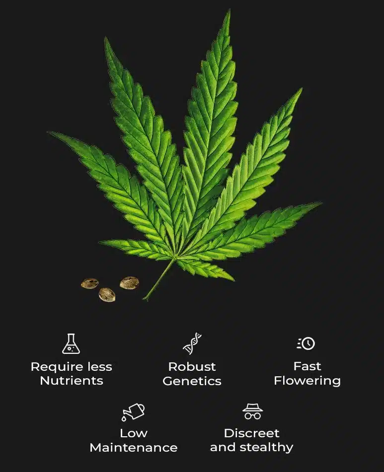 Benefits of Autoflowering Seeds