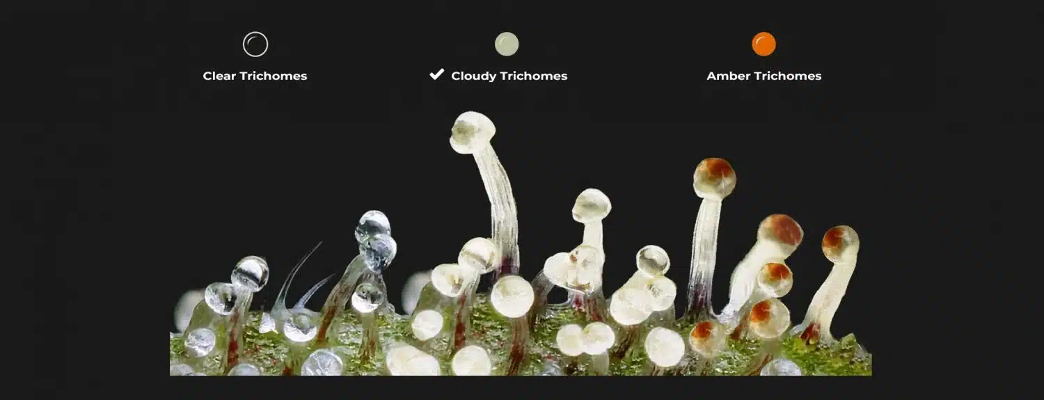 Trichome Colors: Illustration 