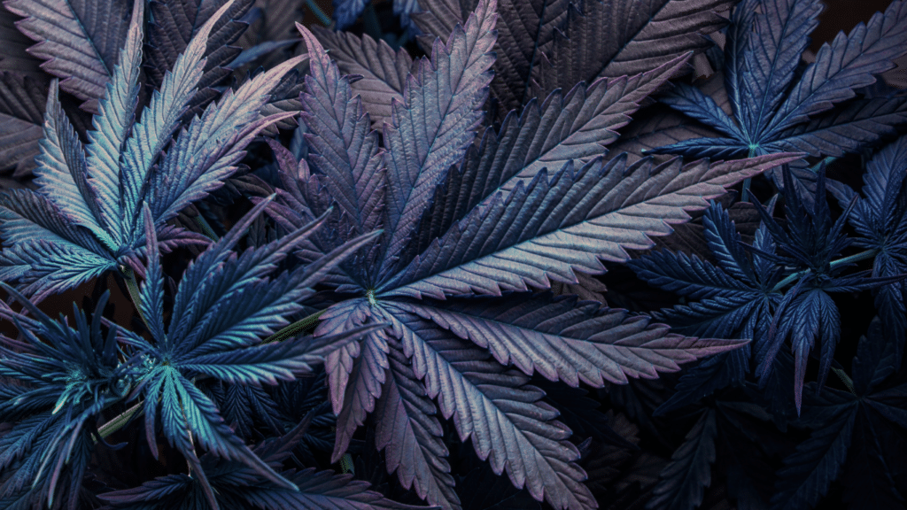 Warum werden Cannabisknospen lila | SeedsPlug