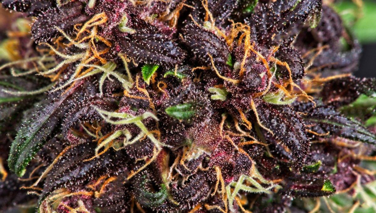 Why Do Cannabis Buds Turn Purple | SeedsPlug