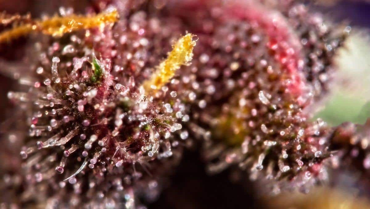 Why Do Cannabis Buds Turn Purple | SeedsPlug