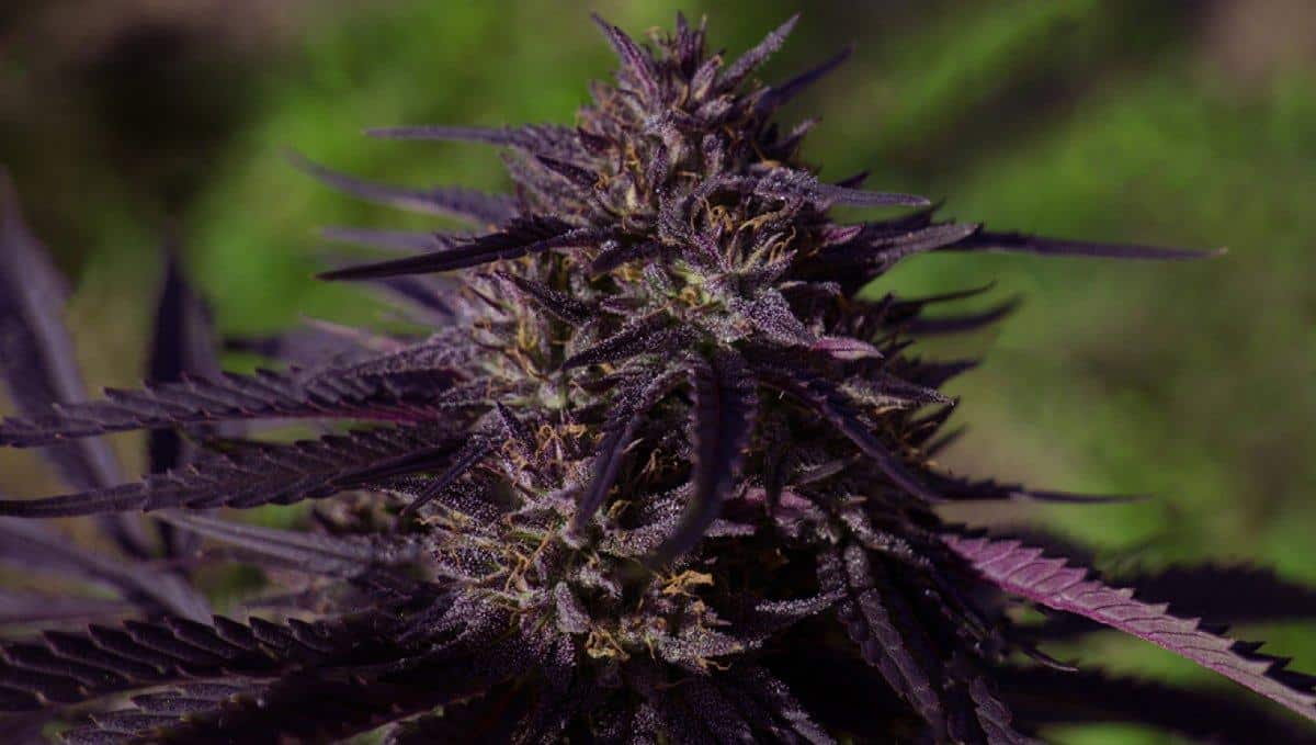 Why Do Cannabis Buds Turn Purple | SeedsPlug