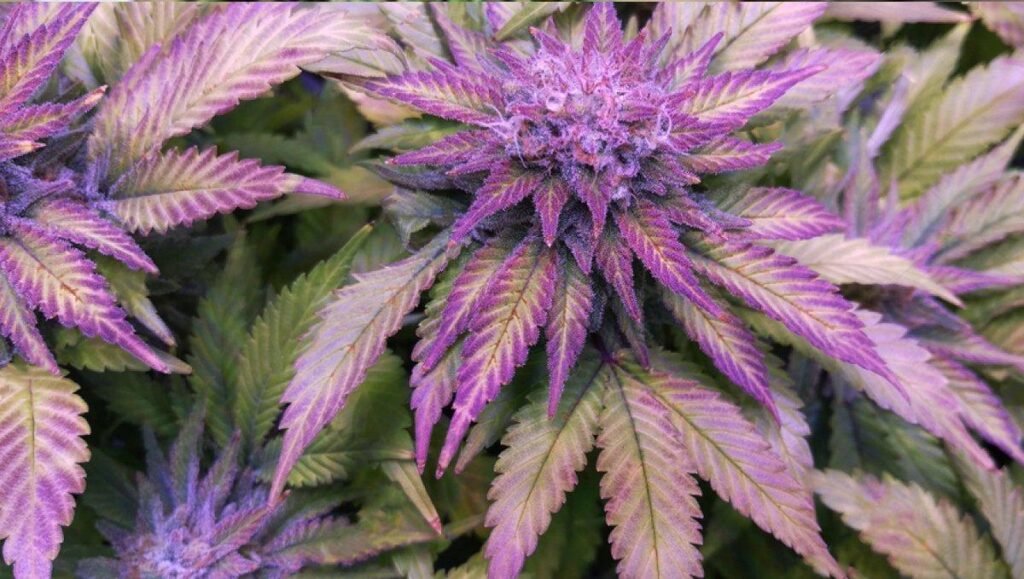 Por qué los cogollos de cannabis se vuelven morados | SeedsPlug