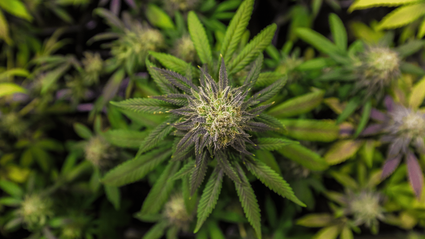 Autoflower Height: What to Expect