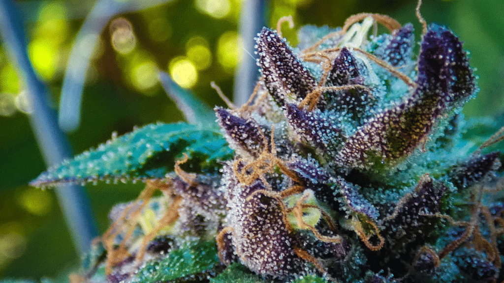 Enthüllung von Hermaphrodite Cannabis: Die Hybrid-Sorte | SeedsPlug