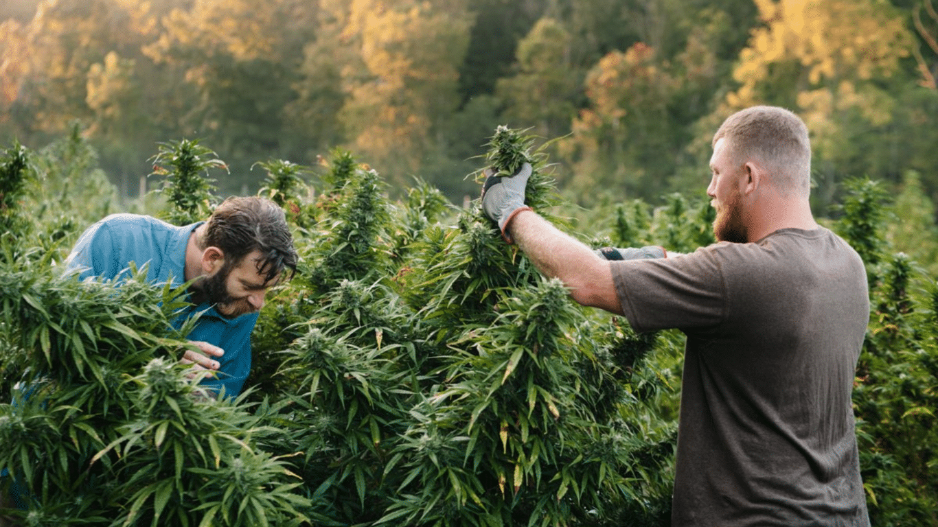 harvesting autograph plant timing and techniques