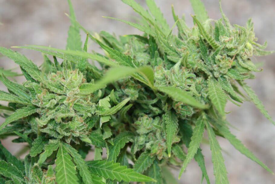 As the flowering cycle progresses, the pistils turn brown and the trichomes become opaque.