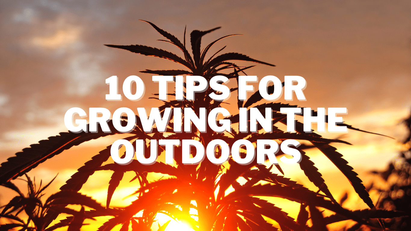 A Beginner S Guide To Growing Marijuana Outdoors 10 Key Points To Consider   Tips For Growing In The Outdoors 