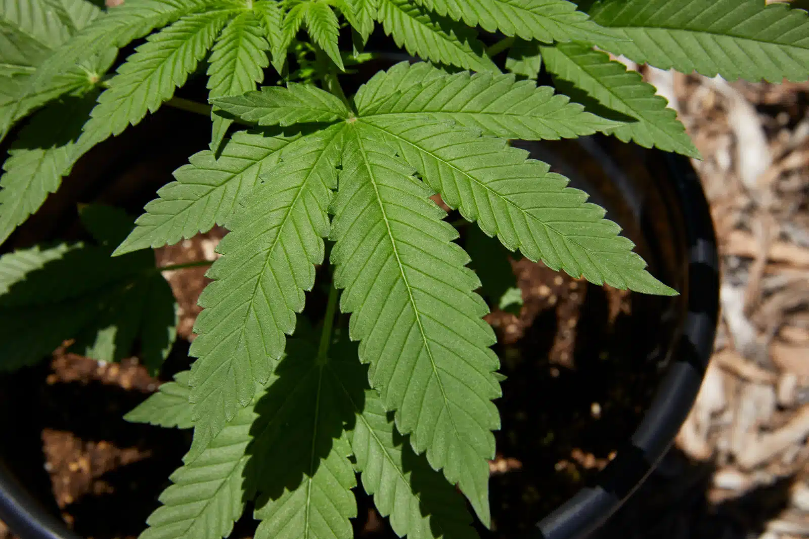 Guía sencilla para cultivar cannabis | SeedsPlug