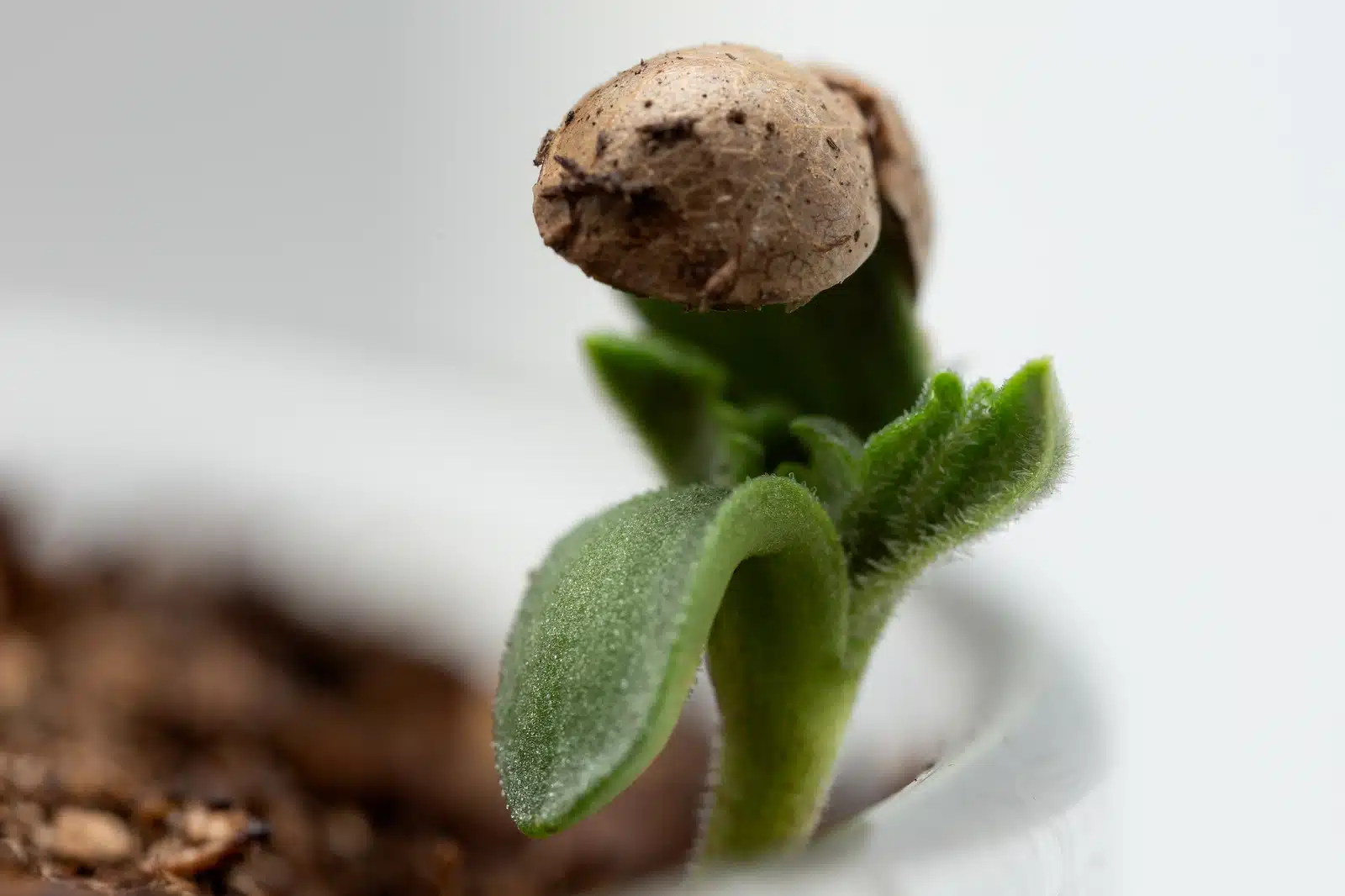Eine einfache Anleitung zum Anbau von Cannabis | SeedsPlug