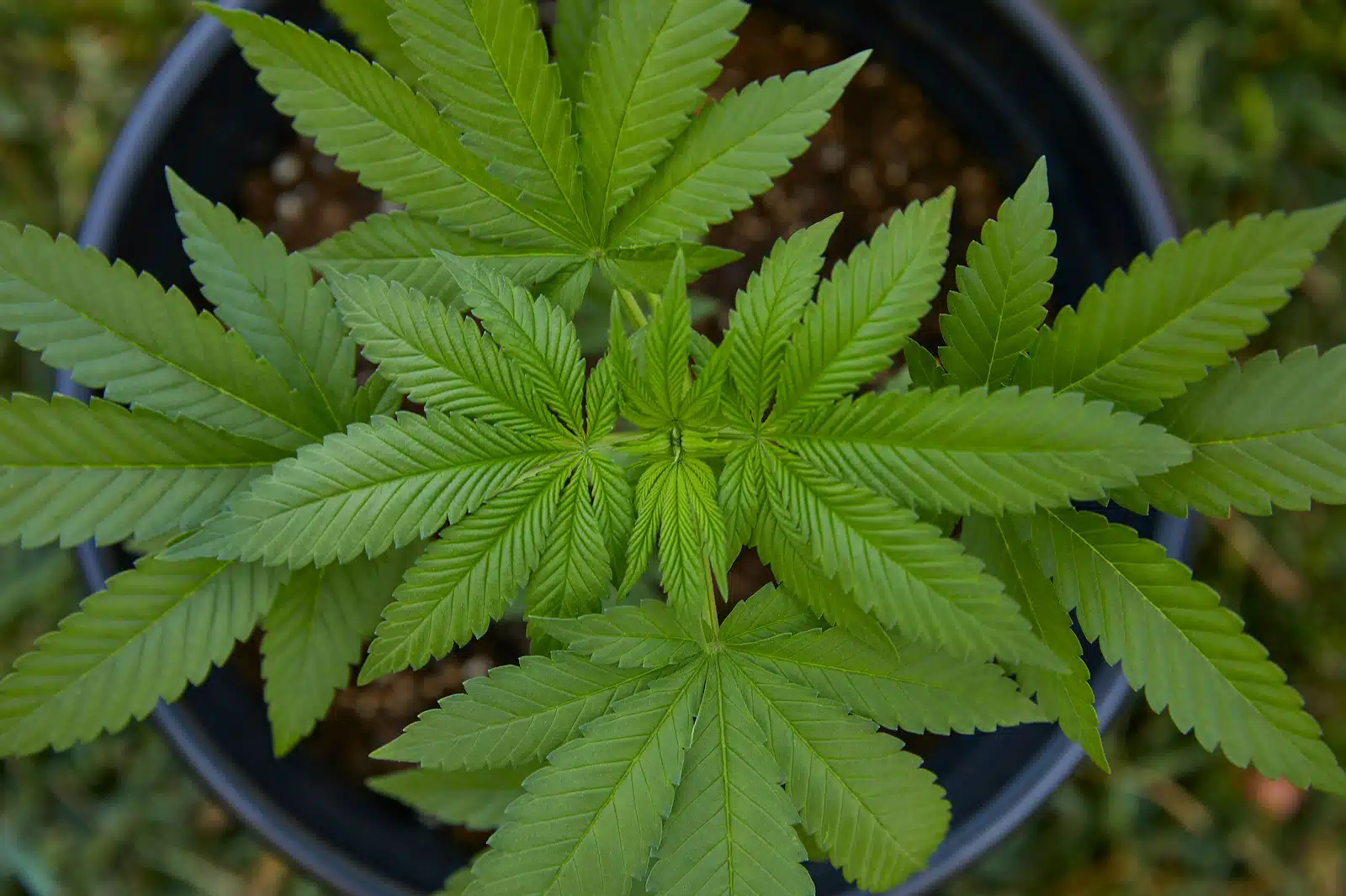 Eine einfache Anleitung zum Anbau von Cannabis | SeedsPlug