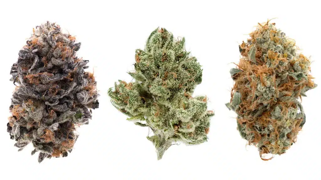 Navegando por el mundo de las variedades de cannabis: Tu Guía | SeedsPlug