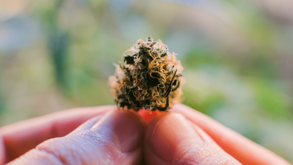 Navegando por el mundo de las variedades de cannabis: Tu Guía | SeedsPlug